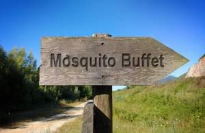 mosquitosm